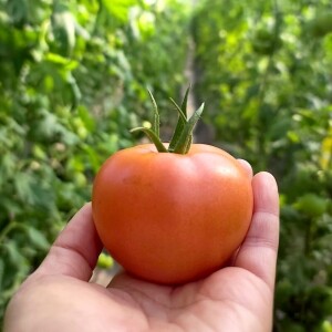 [순자네농장] 친환경 무농약 토마토 3㎏, 5㎏ (당일수확) 오메가3 함유