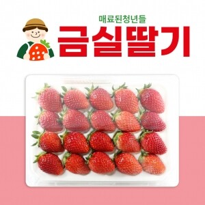 [매료된청년들] 진주 금실딸기(1kg)