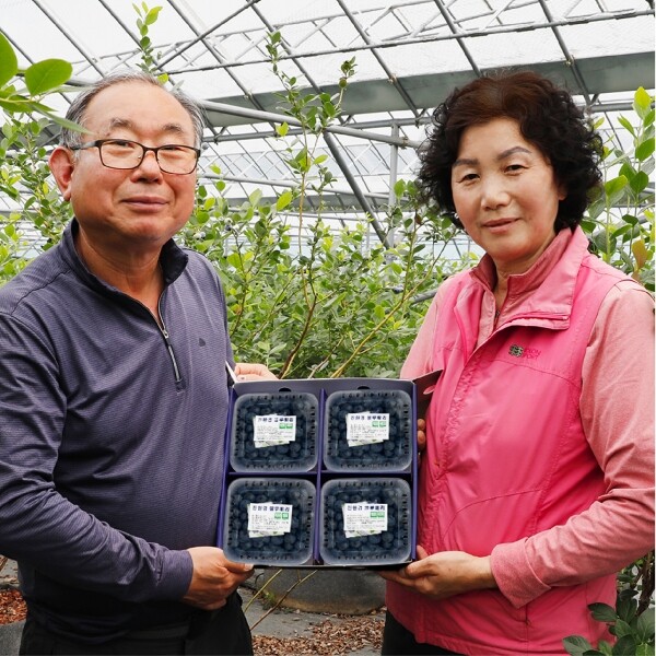 진주드림 쇼핑몰,[베리굼농장] 무농약 블루베리 1kg(250g*4)