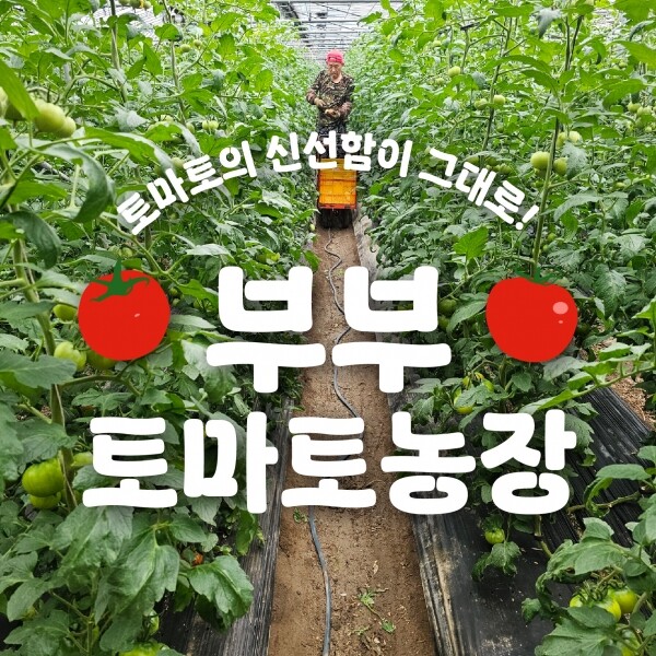 진주드림 쇼핑몰,[진주부부토마토농장] 생과로 즐기는 껍질이 얇고 부드러운 찰토마토