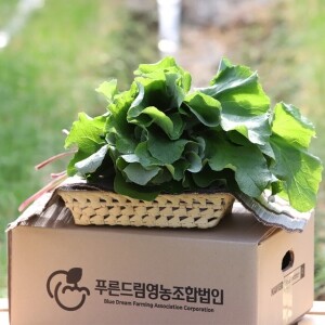 [푸른드림영농조합법인] 쌈으로 먹는 우엉잎(1㎏)(화/목 배송)